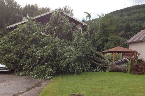 Spectaculaire chute d'un arbre.