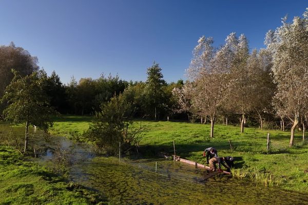 Chaque année, jusqu'à plus de 500 kg de Jussie peuvent être arrachés et détruits dans le Parc Naturel Régional des Caps et Marais d’Opale