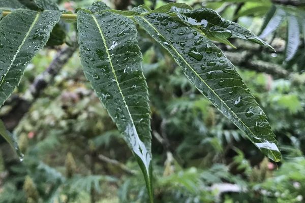 De la pluie aujourd'hui.