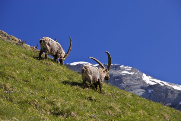 La création du Gran Paradiso en Italie et du parc de la Vanoise en France, aura permis de sauver de l'extinction totale, la population de bouquetins des Alpes.