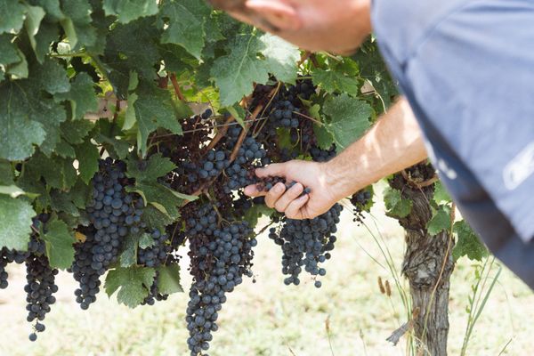 Serge Rizzetto, proprietaire du chateau la fregne, montre ses vignes, touchees par le mildiou, Castelviel, 17 aout 2023