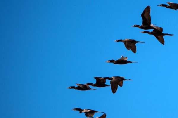 Migration d'oiseaux sauvages. 