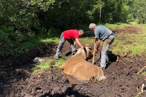 Intervention inhabituelle pour les pompiers des Pyrénées-orientales. Ils ont dû secourir un cheval enseveli dans la boue.