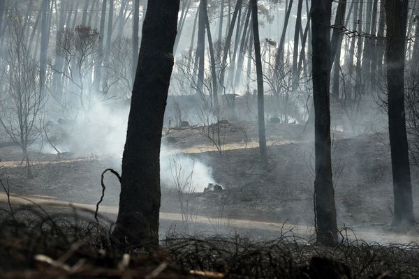 Après le feu de forêt à Anglet le 31 juillet.