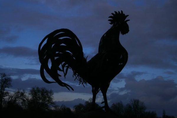 Le coq, toujours matinal !