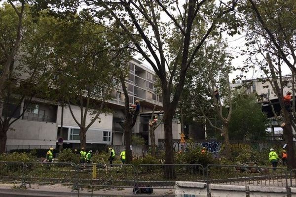 22 platanes doivent être abattus Quai d'Ivry à Paris