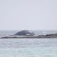 Une carcasse de baleine s'est échouée, dimanche 10 novembre au matin, sur le littoral de la Manche au niveau de la pointe de Saire, à Réville (Manche).