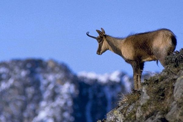 La population des isards est durement touchée par la pestivirose depuis 2000.