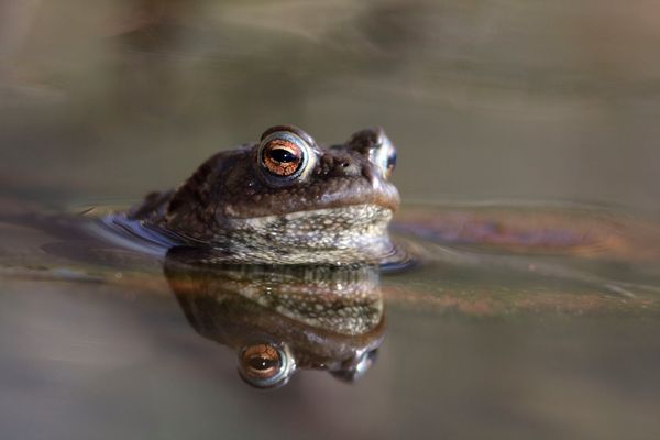 Le crapaud commun est l'espèce de crapauds la plus répandue en Europe, une espèce protégée par la loi française depuis 2007