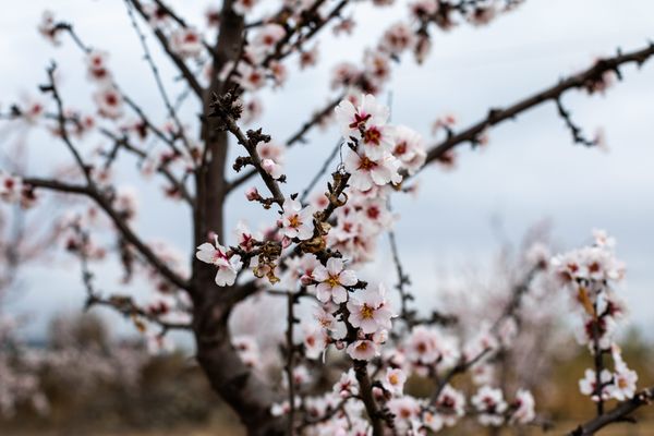 Illustrations- Les arbres fruitiers dans la Drôme et l'Ardèche sont en souffrance à cause de la météo trop douce et des fortes pluies.