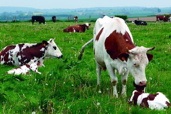 À l’occasion de la Semaine de l’Agriculture française du 13 au 24 mai