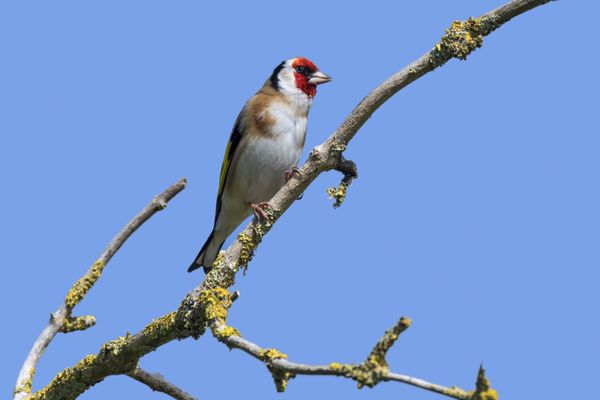 Les chardonnerets élégants sont des oiseaux très convoités par les trafiquants. 