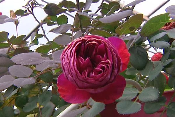 Une rose Meilland, au Cap d'Antibes