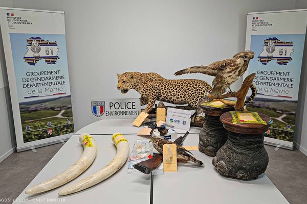 Des défenses, un guépard empaillés et de l'argent ont été saisi dans la Marne.