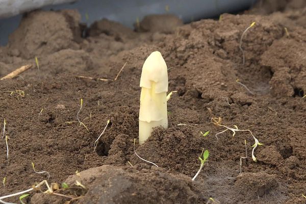 L'asperge arrive cette année avec un mois d'avance.