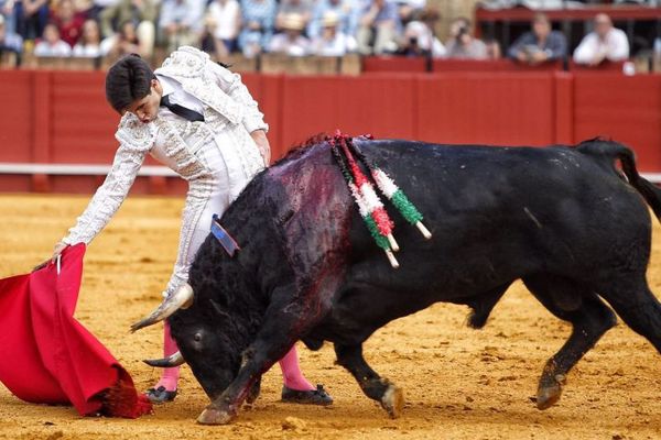 26 avril 2017. Au surlendemain de la disparition de Sebastián Palomo Linares, Álvaro Lorenzo lui rend hommage en toréant vêtu de blanc et argent. Comme Palomo…