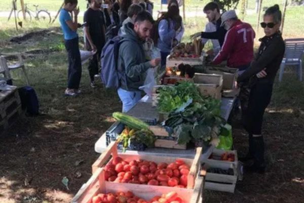 Chaque semaine, près de 80 étudiants profitent du marché solidaire organisé par l'association La Cuvée des écolos sur le campus Bordeaux-Montaigne.