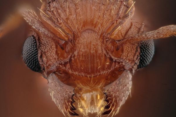 Une reine de l'espèce Wasmannia auropunctata, aussi appelée "fourmi électrique" trouvée sur la commune de la Croix-Valmer (Var), octobre 2024.