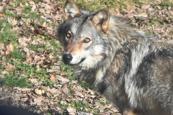 Selon les éleveurs réunis à Chorges en "assises de la prédation", le loup a fait plus de 12.000 victimes en 2022, soit plus du double par rapport à 2012, malgré le renforcement des mesures de protection dans le "plan loup".