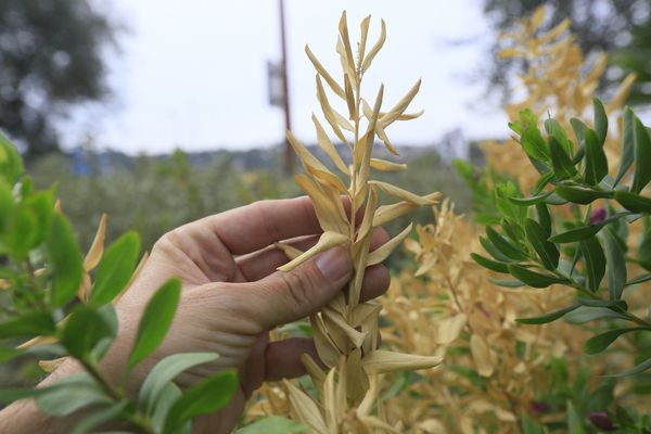 Xylella Fastidiosa - Photo d'illustration