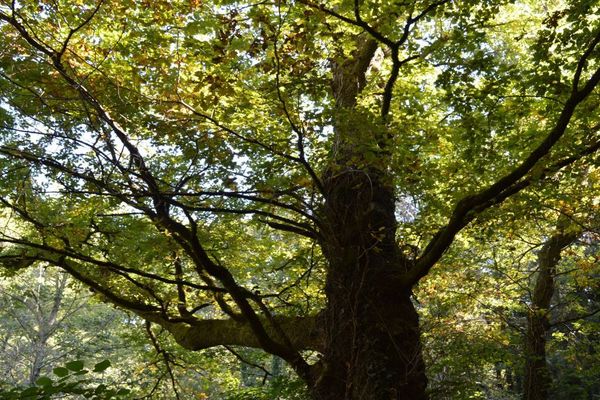 La forêt corrézienne est plus que jamais menacée par les incendies. 