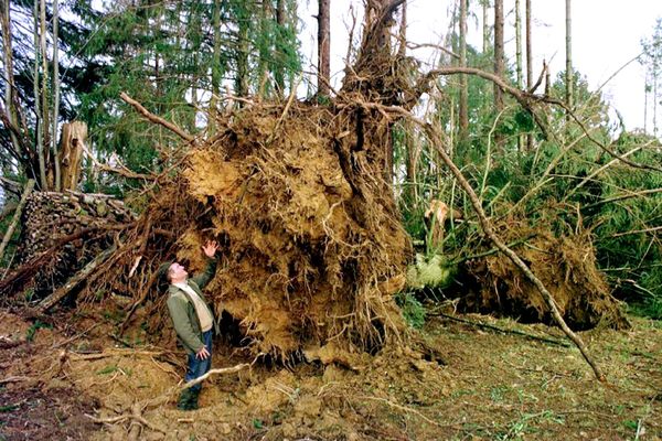 Le 28 décembre 1999 à Boisseul, près de Limoges, la souche d'un pin Douglas de 50 ans, qui mesurait 40 mètres, et qui a été déraciné par la tempête Martin.