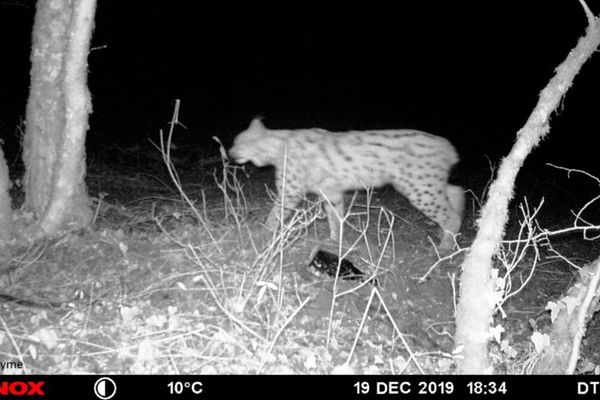 Cette photo est prise par un chasseur qui a installé un "piège photographique".