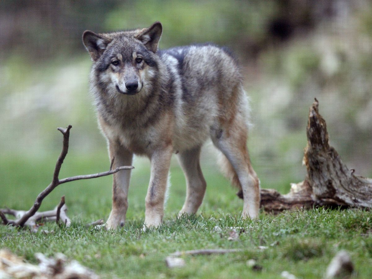 Attaques De Loup La Prefecture De La Charente Maritime Autorise Les Tirs Mortels Pas Les Deux Sevres