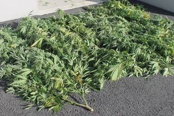 Les neufs plants de cannabis étaient cultivés dans le jardin d'une habitante de Saint-Laurent-sur-Gorre. 