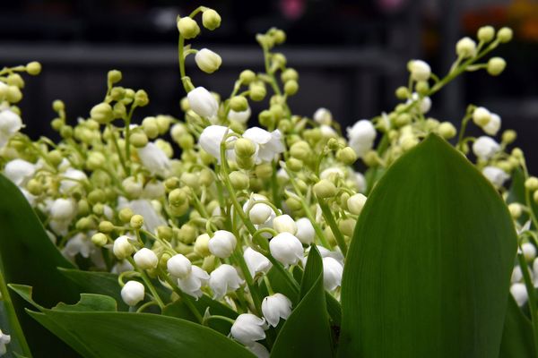 A Mende, à chaque coin de rue ou presque, le centre-ville s'anime de ces fleuristes d'un jour. 