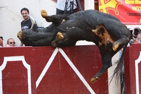 Cantinillo, toro de Dolores Aguirre. Vic, 9 juin 2014.