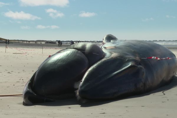 Un périmètre de sécurité tient les curieux à distance du rorqual échoué à Tréguennec