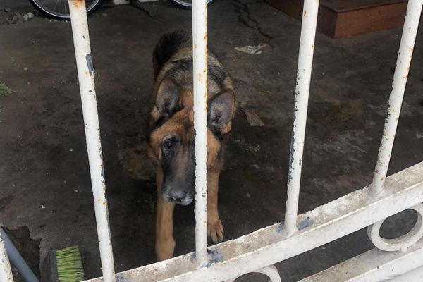 Avant d'être secourue, la chienne Malika passait l'immense majorité de son temps sous cette cage d'escalier