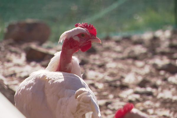 Les poulets fermiers de Pierlas, une aventure portée par un homme.