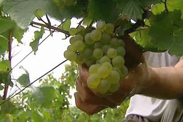 45 000 contrats vendanges étaient signés, chaque année, en Bourgogne.