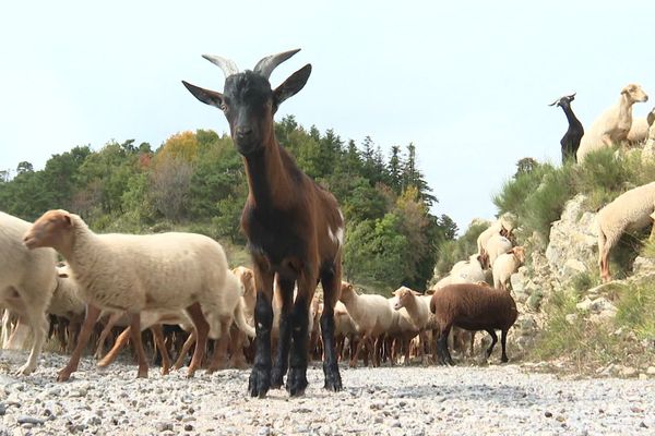 Ce qu'il reste du troupeau de Mickaël Viale, éleveur ovin à Breil sur Roya. Sa ferme est intacte mais elle reste coupée du monde.