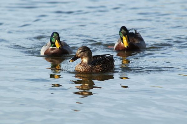 Les températures élevées de ce mois de novembre ont des conséquences sur la faune et la flore. 