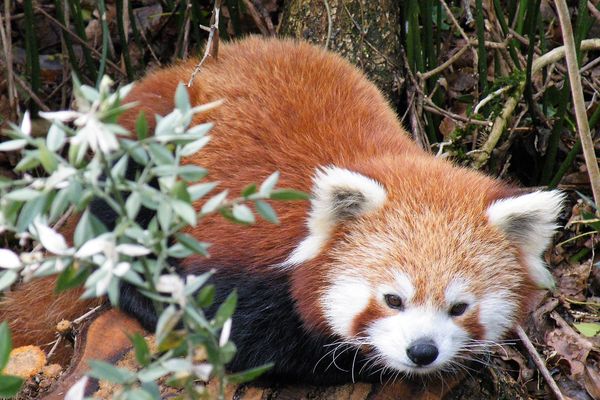 L'un des deux pandas roux accueillis par le zoo de Mervent dans le sud Vendée