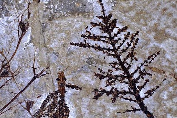 Un fossile de Montsechia vidalii, à droite sur l'image - archives