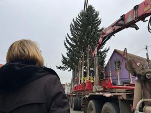 Le petit sapin de 30 centimètres en 1990 va devenir LE sapin de Noël 2024 de Haguenau.