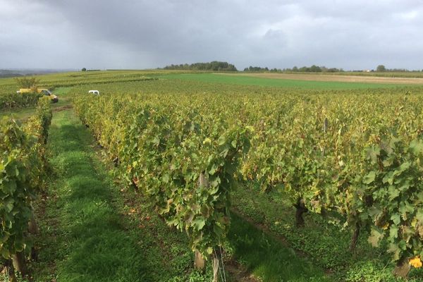 Les vendanges vont prendre fin dans une semaine dans le nord de la Vienne.