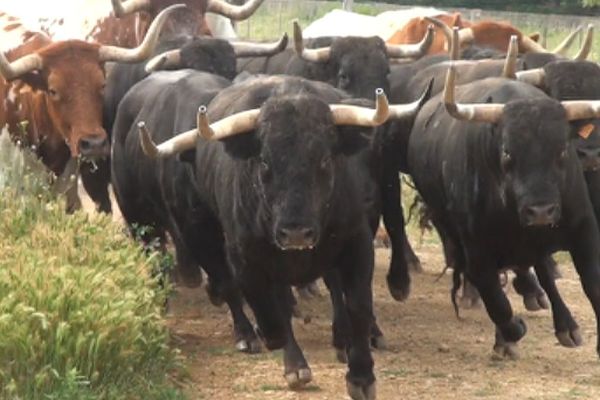 Deux fois par semaine, les toros de Jean-Luc Couturier parcourent au galop le "taurodrome" de la propriété.