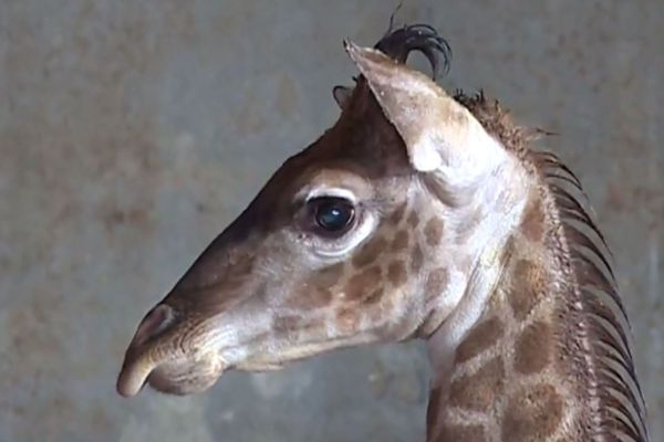 Le girafon était né en décembre 2017.