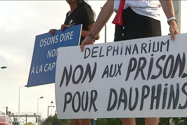 Militants anti-captivité, devant le Marineland d'Antibes, le 10 août  2019