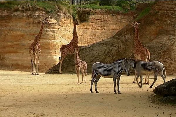 Les girafes et les zèbres du Bioparc de Doué-la-Fontaine, avril 2019