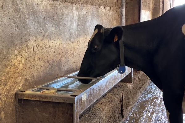 Canicule. Les brebis boivent chacune 2 litres et demi d'eau par jour, les vaches souffrent de la chaleur dès 25 degrés, les éleveurs doivent s'organiser