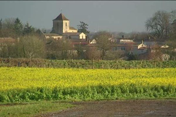 Conséquence de la douceur, les colzas sont déjà en fleur dans les champs du Poitou-Charentes.