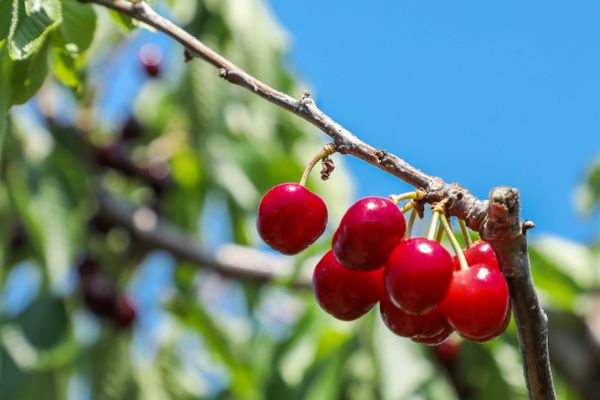 Les premiers fruits sont cueillis depuis le début de la semaine dans le sud-est du Gard à Saint-Gilles ou à Beaucaire.