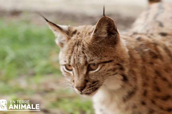 Après avoir été percutée par une voiture, Mona a été équipée d'un croc en acier. Une opération capitale, car le lynx a besoin de ses 4 crocs pour attraper et tuer ses proies.