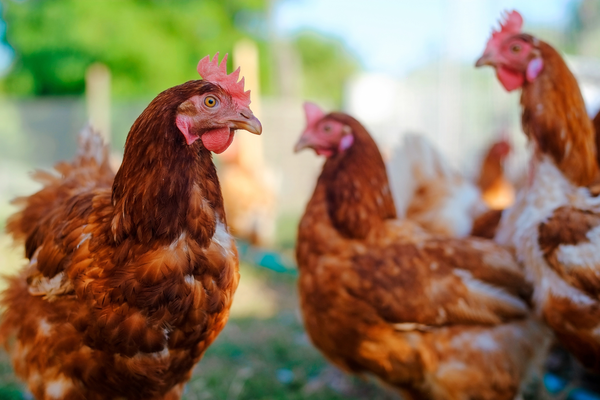 "Pourquoi toujours une vache ?", les poulets de Loué revendiquent le rôle d'égérie